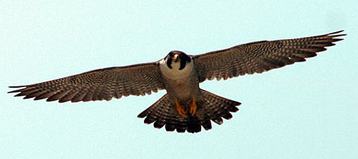 falcon flight