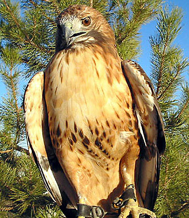 red tailed hawk fawn