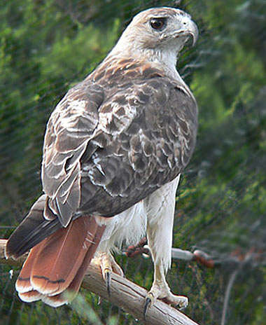 Red-Tailed Hawk - Soaring Chicken Hawk 