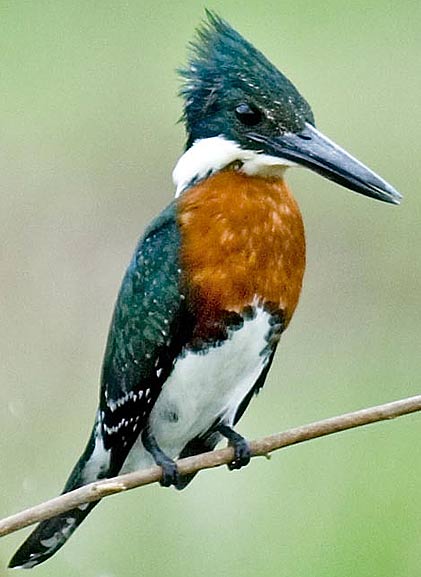 green kingfisher