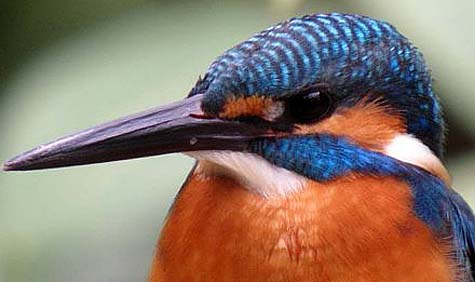king fisher face
