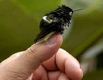 The SMALLEST BIRDS In The World 