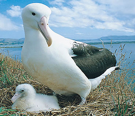 mother young albatross