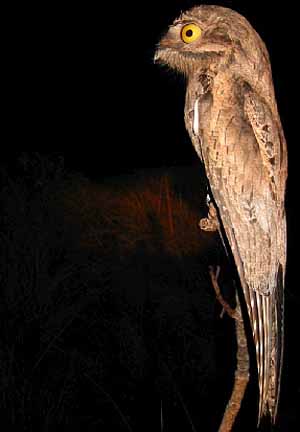 great potoo eyes wide