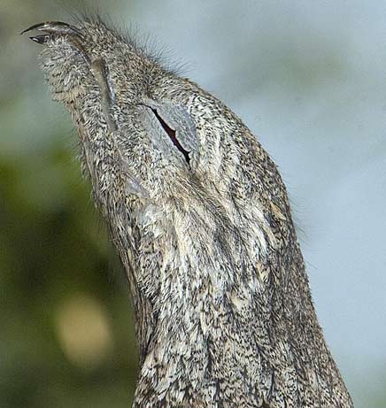 great potoo stretched head