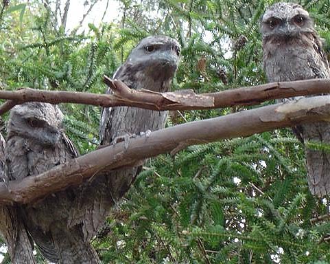 three tawny owls
