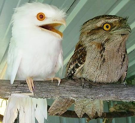 two tawny frogmouths albino