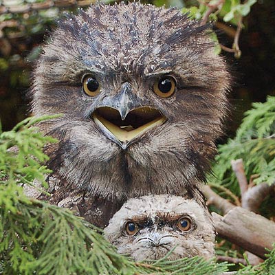 two tawny frogmouths baby