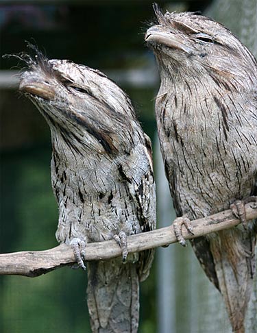 two tawny frogmouths perched