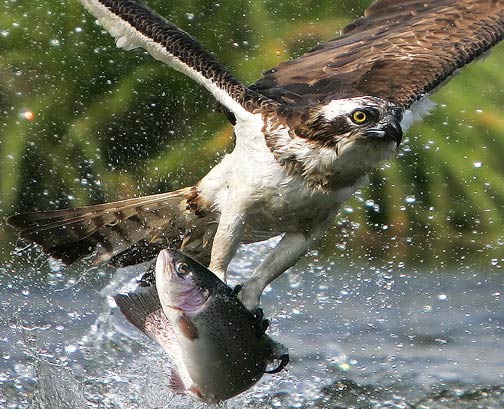 fishing osprey