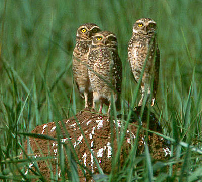 3 burrowers standing