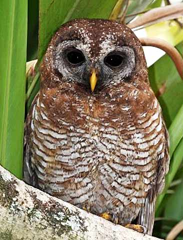 african wood owl