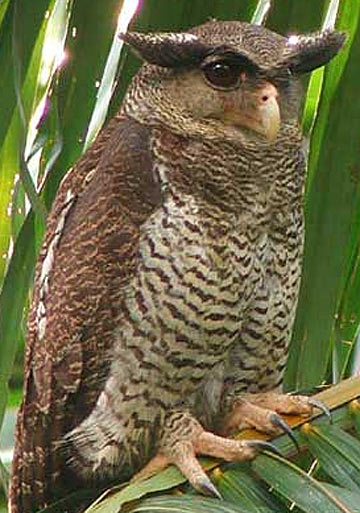 barred eagle owl perched