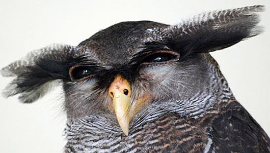barred eagle owl tufts