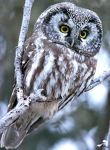 big head boreal owl