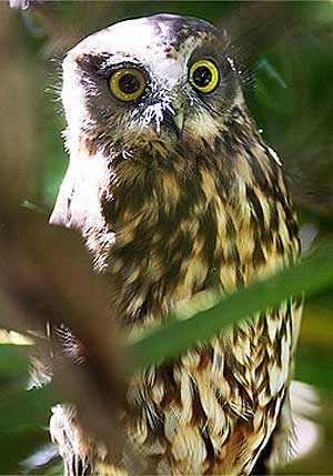 boobook owl