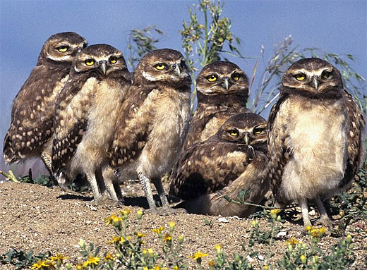 bunch of young burrowing owls