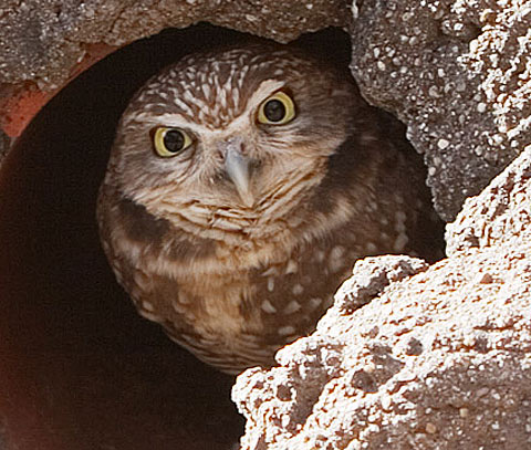 burrowing owl peering out
