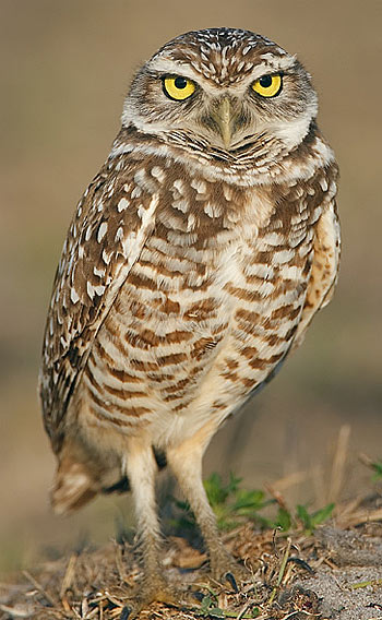 burrowing owl standing tall