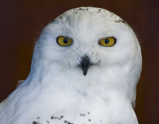 close up snowy owl