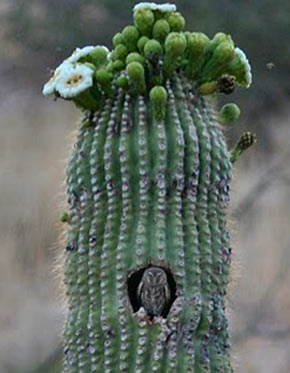 elf owl in cactus house