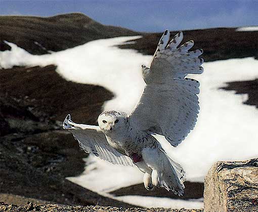 flying snowy owl