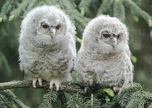 horned owlets