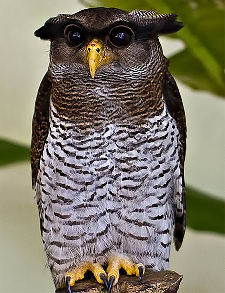 malay eagle owl