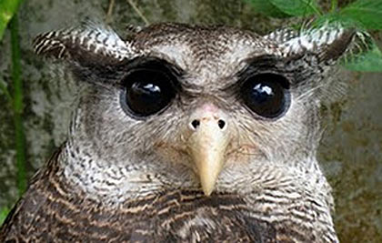 malaysian owl head