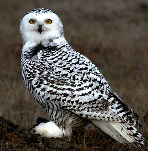 mottled black white snowy owl