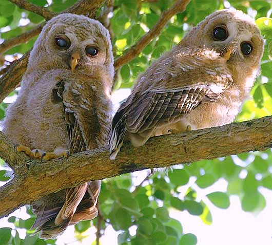 pair juvenile wooded owls