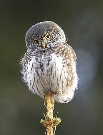 perched pygmy owl