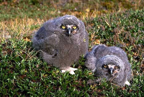 snowy owlets