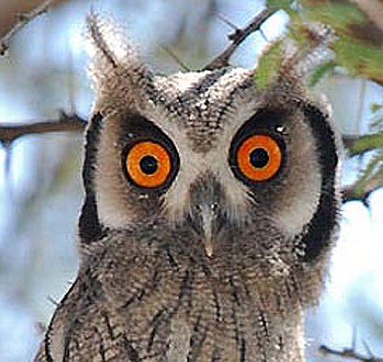 sothern white faced scops owl