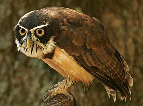 spectacled owl looking