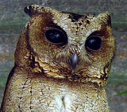 Sunda Scops Owl - Brown-Eyed, Screeching, Populous Oriental Owl -  