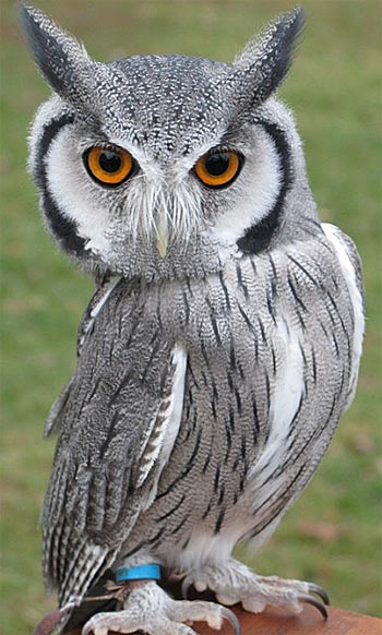 white faced scops owl
