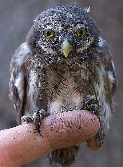 young euro pygmy owl