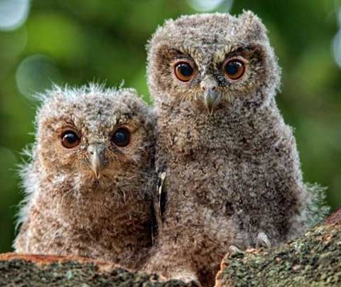 young sunda scops owls