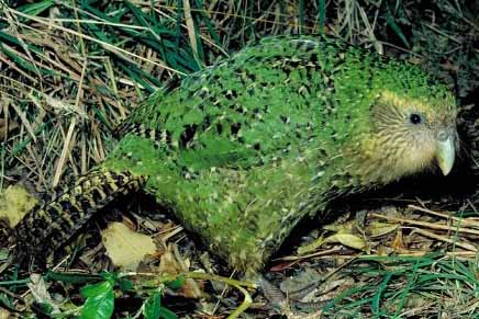 Kakapo - Big Green Night Owl Parrot 