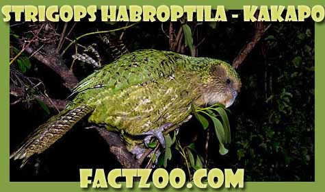 green owl parrot