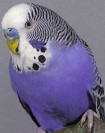 purple bugdie parakeet
