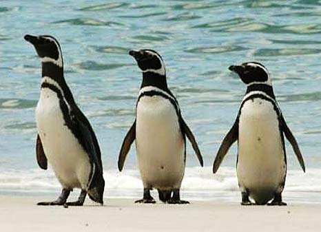 1 2 3 penguinos