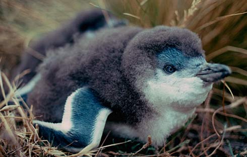 baby little penguin