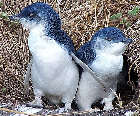 couple little blue penguins