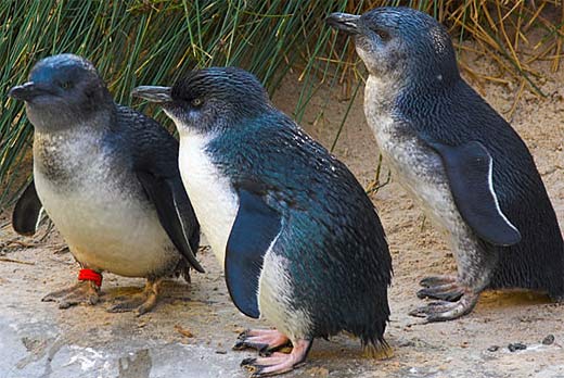 little blue fariy penguins