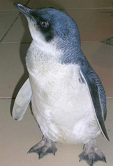 Little Blue Penguins - Baby Animal Zoo