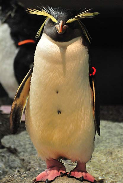 ears of a macaroni penguin