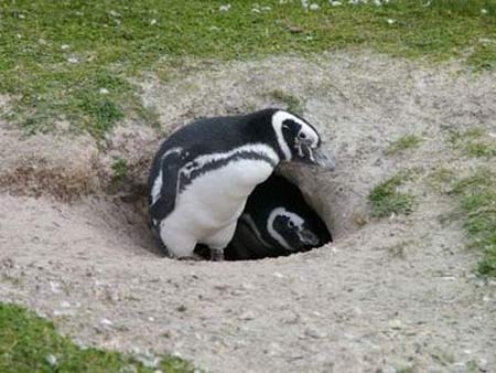 penguin burrow