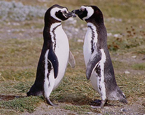 penguin kiss